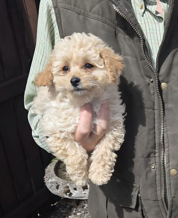 Cavapoochon Puppy