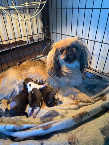 3 pure Pekingese puppies