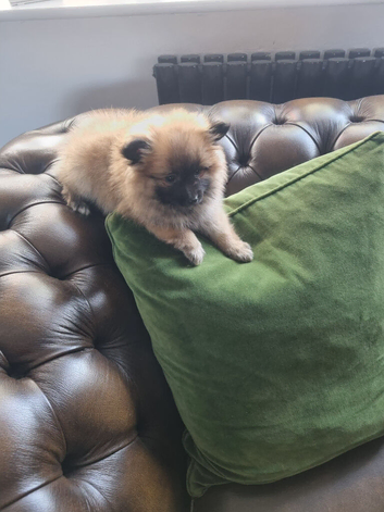 Adorable Pomeraniums