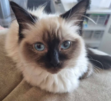Female Ragdoll cat