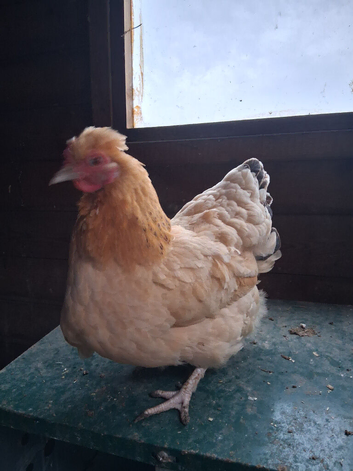 2 bantam hens