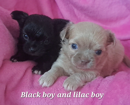 Long coat chihuahua pups Ready 9th July