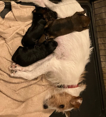 Gorgeous Jackappoo puppies