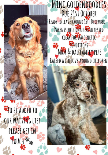 Waiting list for extensively health tested Goldendoodles ready December