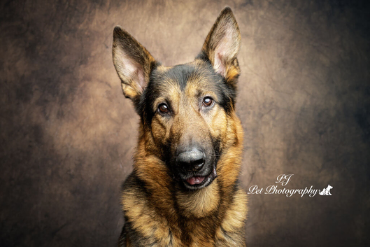 Northwest - 1st Time Stud. Full GSD Rafa.