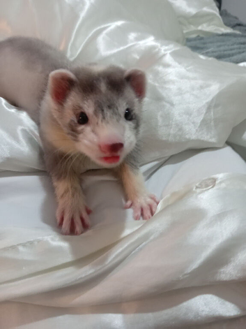 9-Week-Old Male Ferret &ndash; Lovely Soft Coat