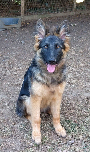 FEMALE GERMAN SHEPHERD PUPPY FOR SALE
