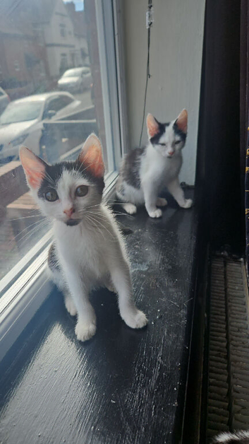 Kittens ready to leave for sale (4)