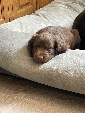 Cocker Spaniel boy