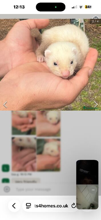 two girls and a boy ferret