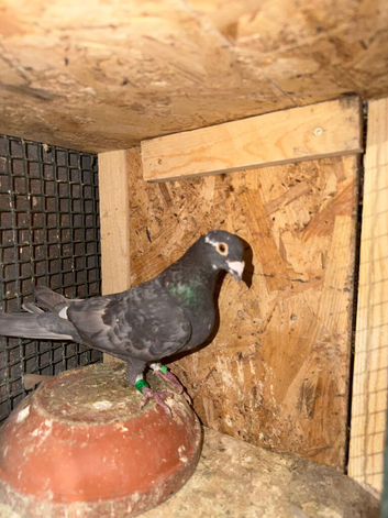 Color racing pigeons