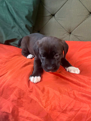 American bulldogs cross mastiff