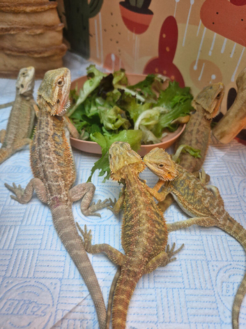 Baby bearded dragons for sale