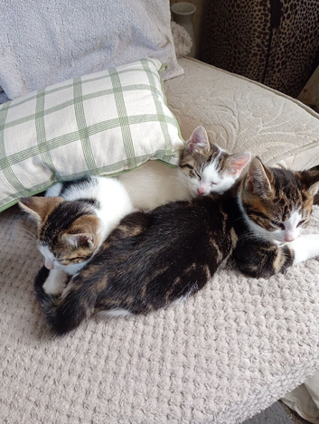 White and tabby mix kitten girl