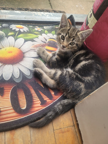Male kittens need new home