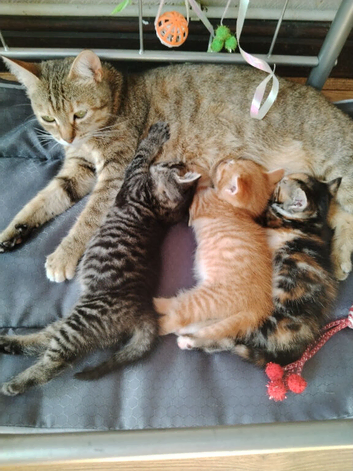 Beautiful 3 kitten's looking for a new home