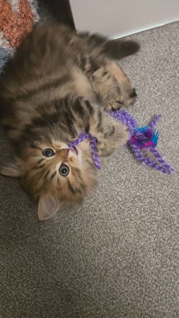 Brown male persian kitten