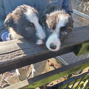 Gorgeous Border Collie Pups