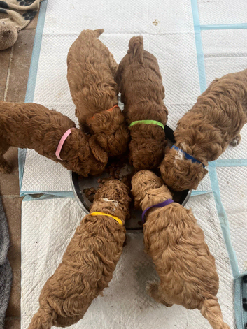 Curly cockapoo puppies