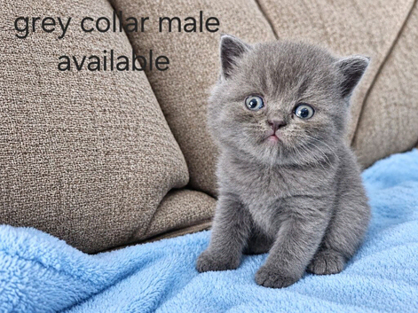 British shorthair kittens LAST BLUE MALE LEFT
