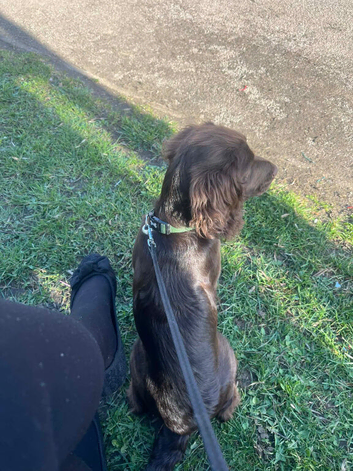 Female working cocker-spaniel