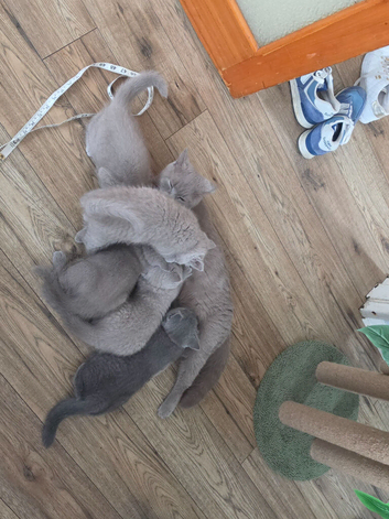 GCCF British Shorthair kittens