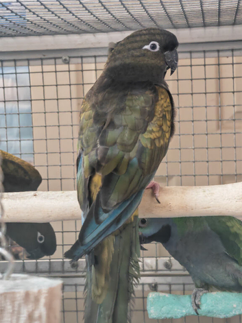 RARE Patagonion Parrots