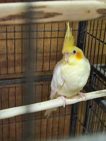 Adult bonded pair lutinos