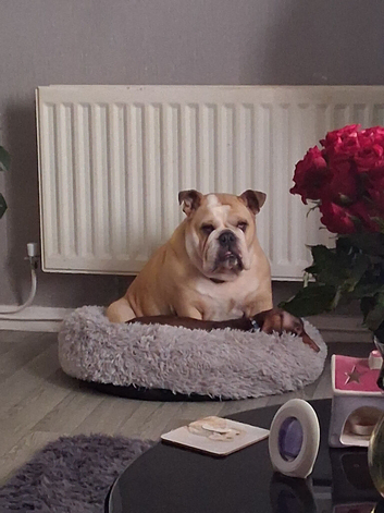 British bulldog dog