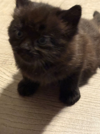 Beautiful Kitten