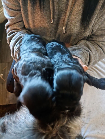 Jack-poo puppies