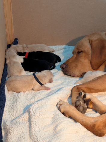 Labrador pups
