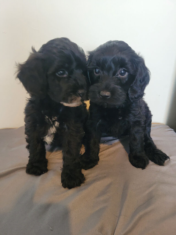 Toy Cockerpoo cross poochon pups