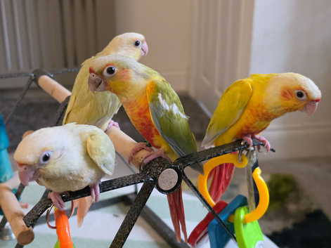 Handreared Cheeky Conures!