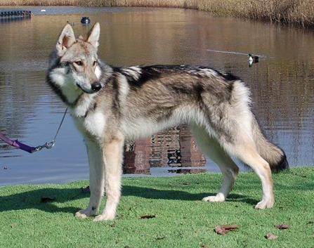 TAMASKAN PUPPIES PEDIGREE, REGISTERED AND EMBARKED