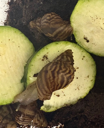 Lissachatina reticulata normal body giant land snail