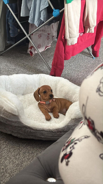 Mini dachshund