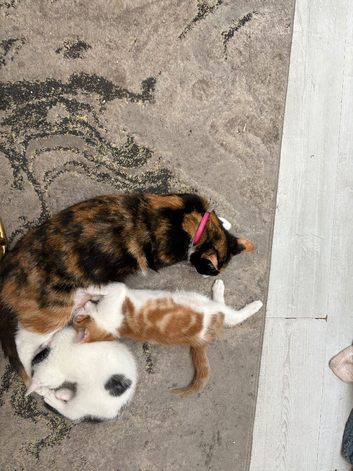 1 ginger male 1 white and black kitten