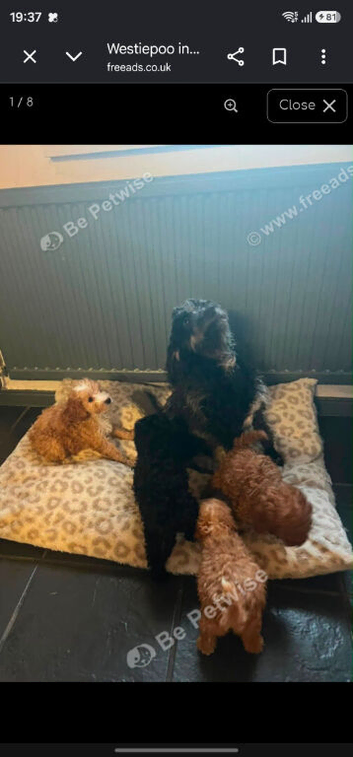 Female westiepoo