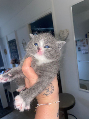 3 British shorthair kittens