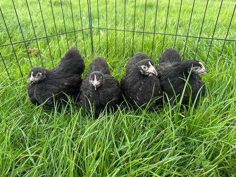 Pekin pullets