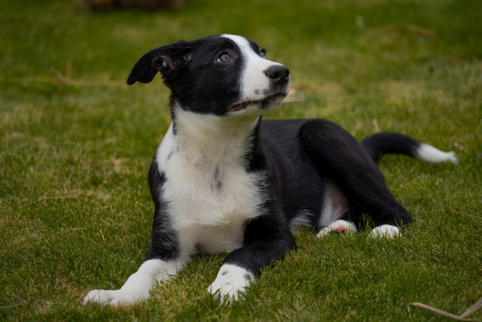 Border collie pup