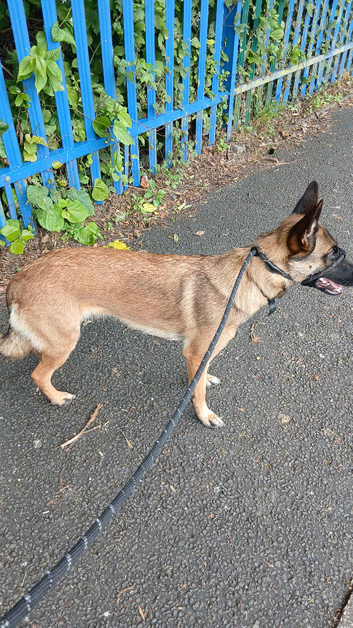 Belgium malinois