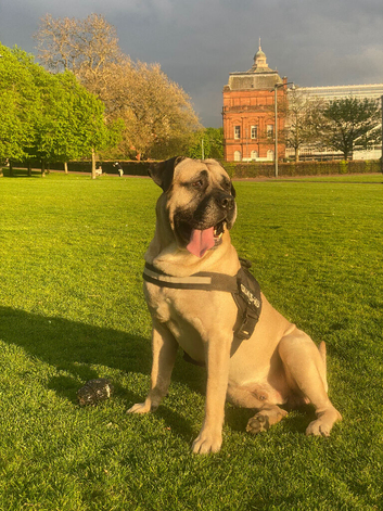 Looking for a both to stud with my 5 yr old male Pressa canniro full breed with the most beautiful face ever and the best muscle development ever and