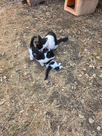 Two adorable kittens looking for their forever homes!