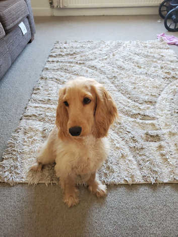 Kind and loving 7 month Show Cockerspaniel