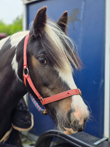 Family pony