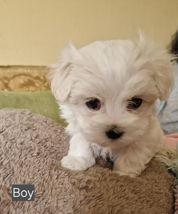 Soft Silky KC Maltese Pups Family Raised Ready to View