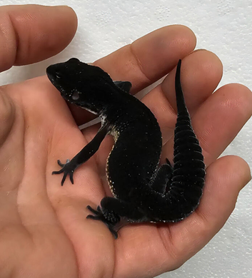 Pure black night male leopard gecko