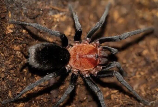 Bumba horrida tarantula